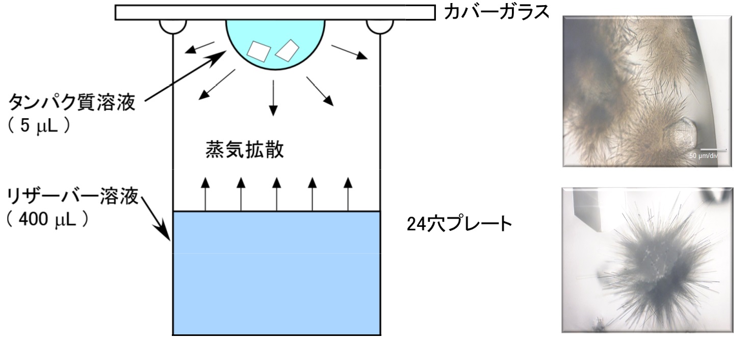 印刷プレビュー