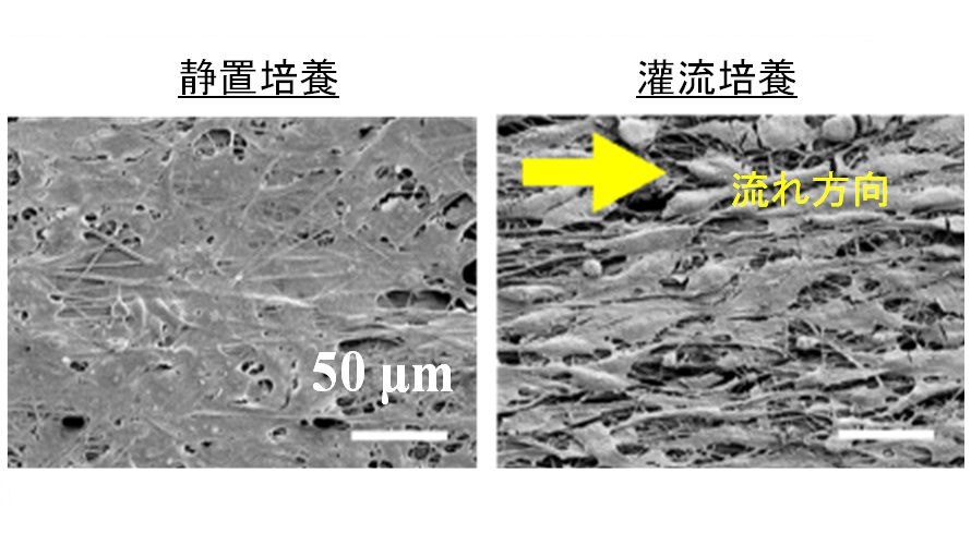 紙とマイクロファイバーの重層化基材を用いた自律駆動型灌流培養システム