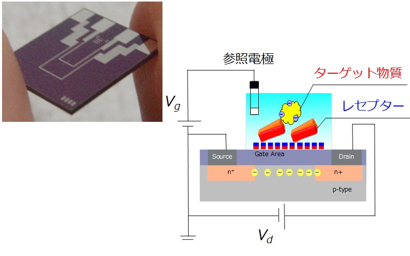 食の安全を守るバイオセンシング技術の開発