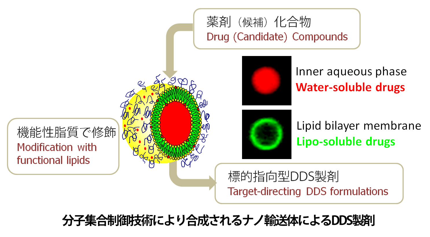 諸物性がデザインできる “テーラーメイド輸送体によるDds”